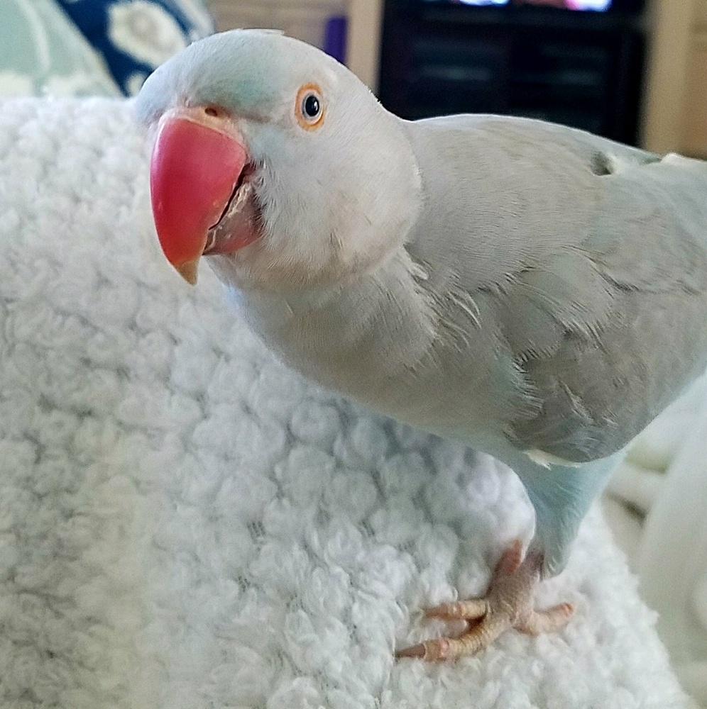 Meet your Posher, Nisha